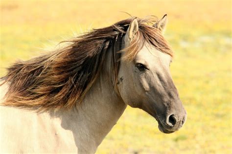 cheval le plus moche du monde|Découvrez le cheval le plus moche du monde .